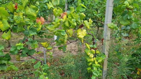 Poziv vinogradnikom k odstranitvi trsov, okuženih z zlato trsno rumenico