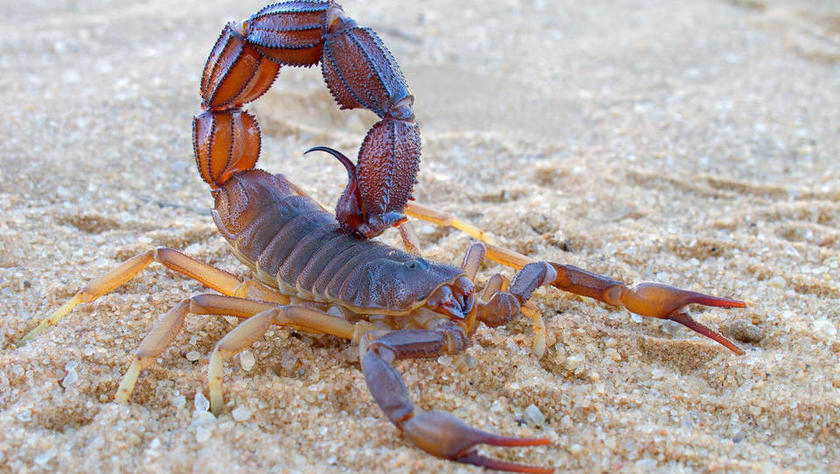 "Aggressive scorpion (Parabuthus spp.), Kalahari desert, South Africa"