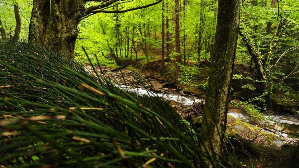 Naravni biser sredi pohorskih gozdov