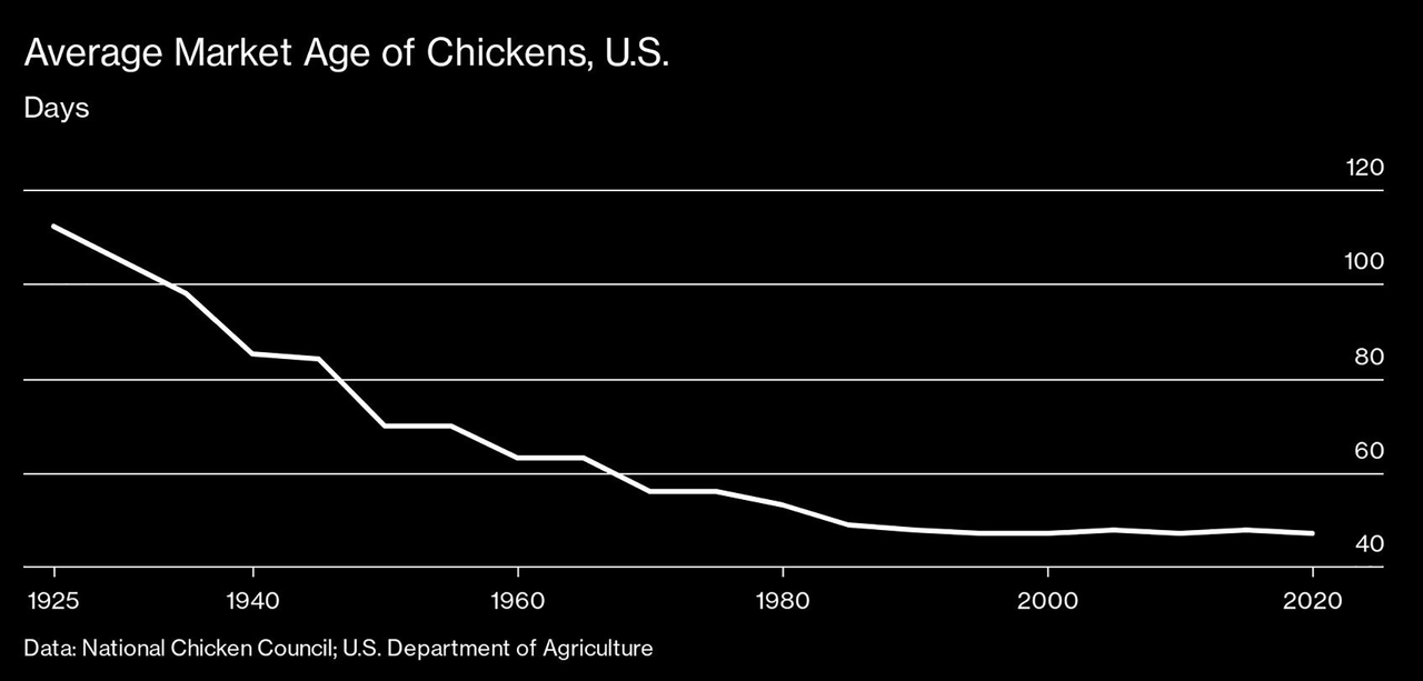 Why Are Chickens Bigger Today? Some Farmers Want to Grow Them Smaller