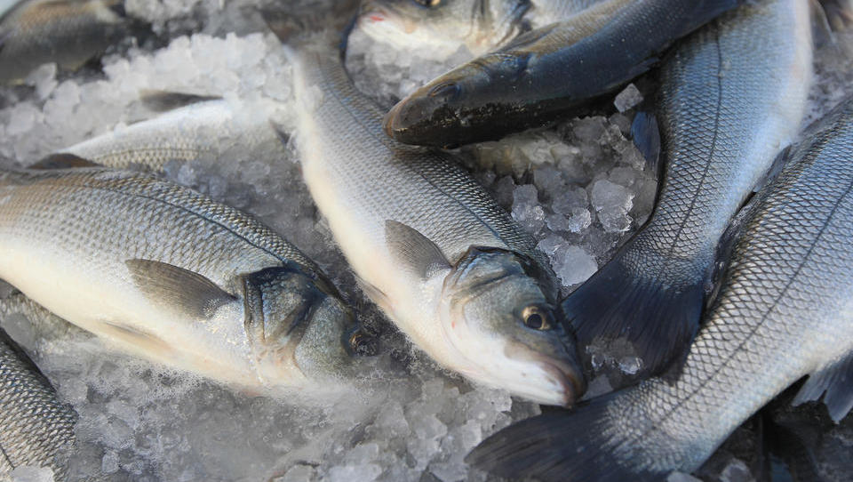 Ohranimo trajnostno ribogojstvo, jejmo doma vzrejene ribe in školjke  