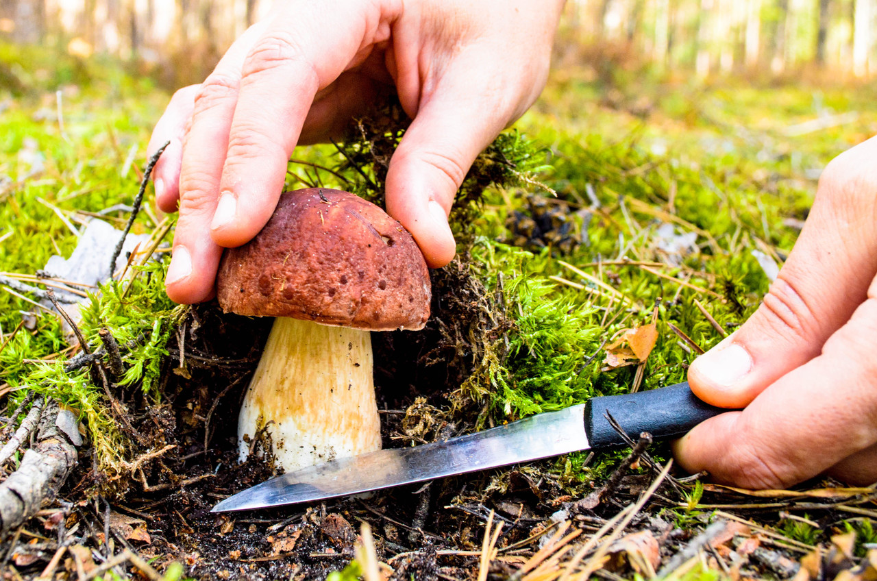 Picking mushrooms. Сбор грибов. Грибы в лесу. Грибник срезает гриб. Собирание грибов в лесу.