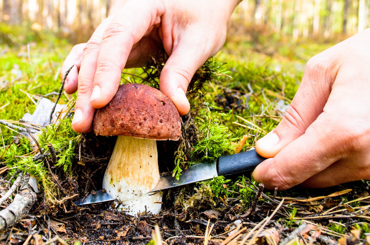 Какие грибы собирают в апреле. Охрана сообщества грибов. Грибы охрана. Грибник Пробует гриб. Охрана грибного сообщества.