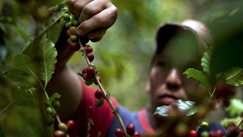 Kolumbija: Kava z aromo, prijazno do ljudi in narave