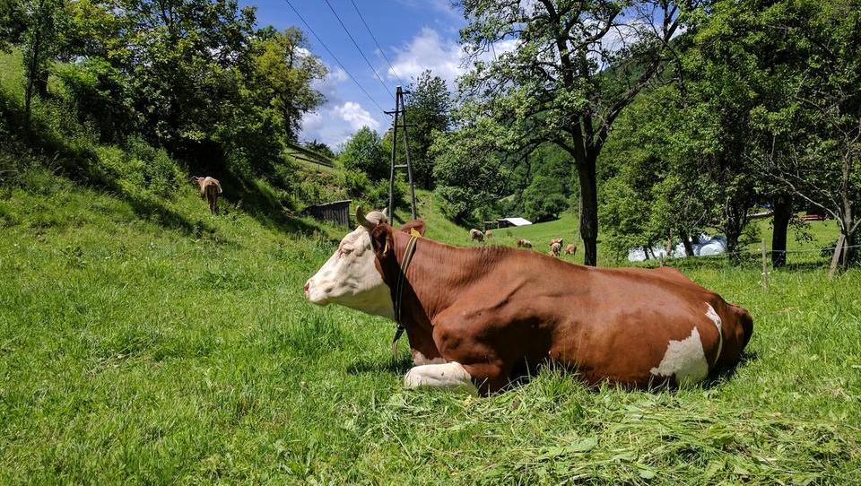 Za naložbe majhnih kmetij razpisanih 7,8 milijona evrov