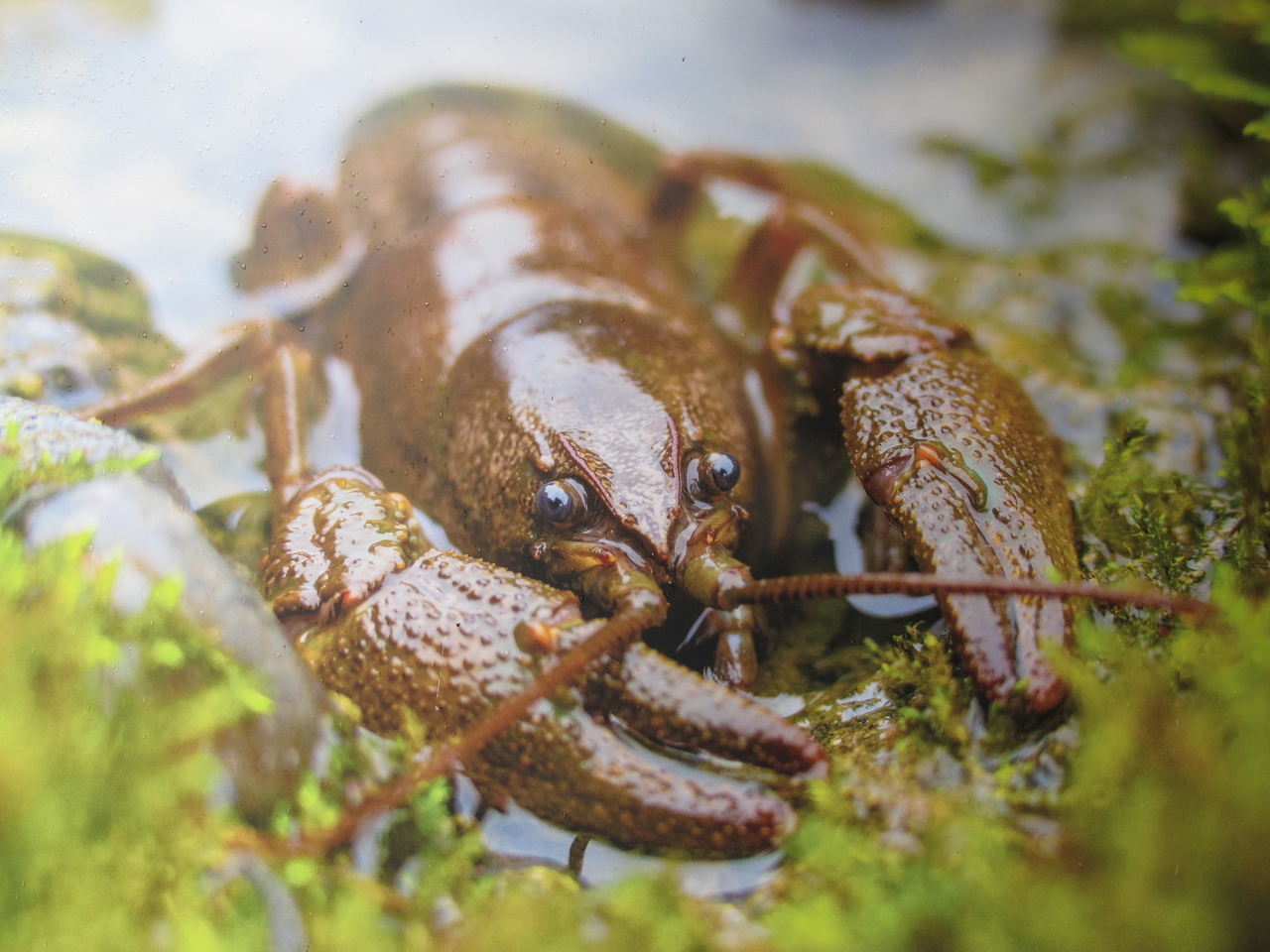 Kozjansko jabolko – simbol ohranjene narave, izročila in gostoljubnosti