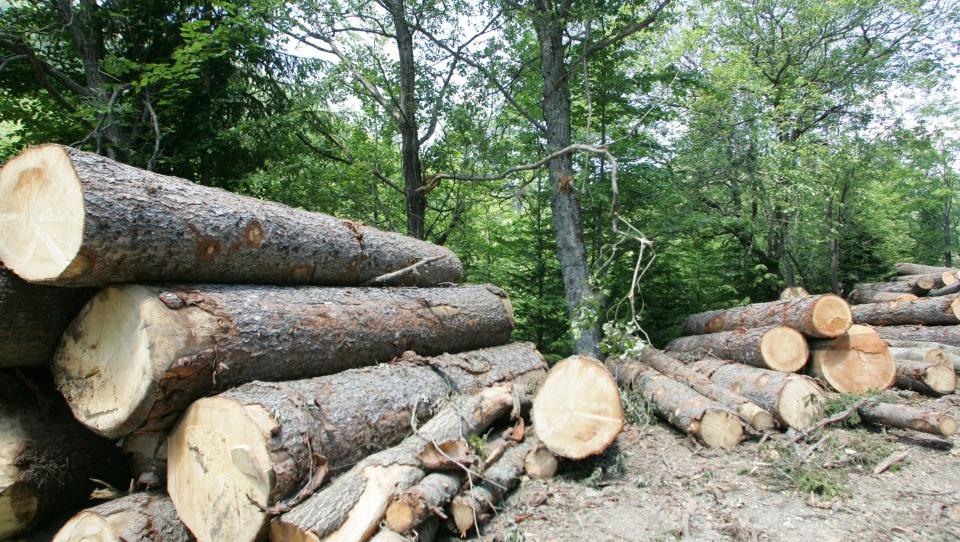Lesna in pohištvena industrija podpira zakon o državnih gozdovih