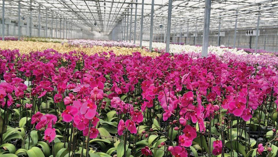 Ocean Orchids v sodelovanje z Ikeo pri logistiki rastlin