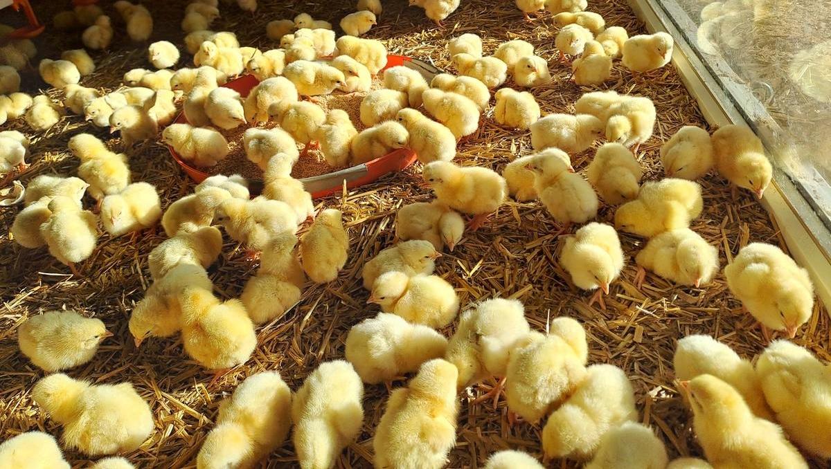 Nove farme piščancev na Hrvaškem z ukrajinskim denarjem 