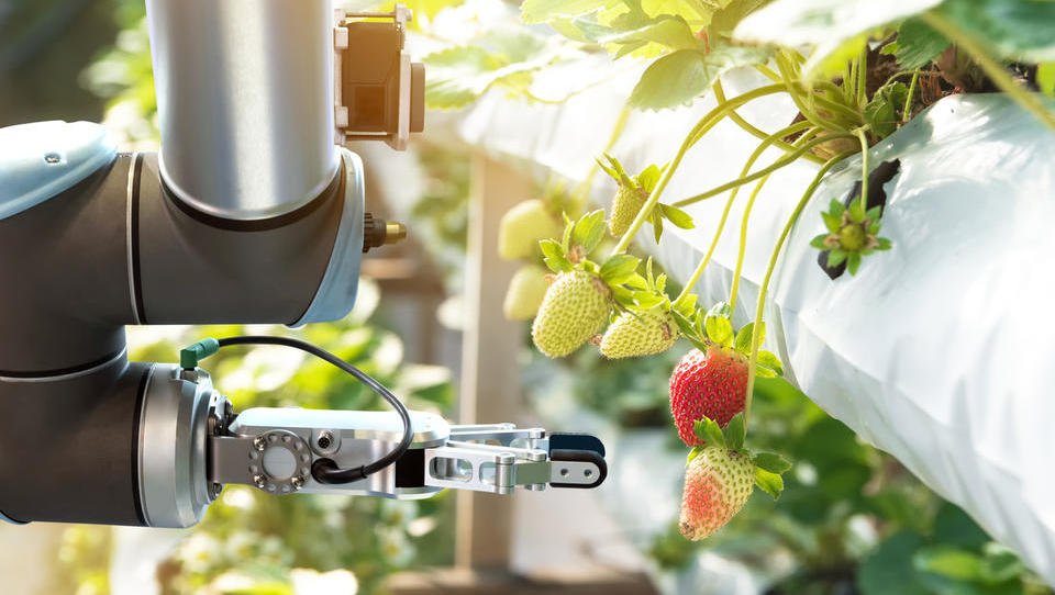 Brez robotov ni sodobnega kmetijstva
