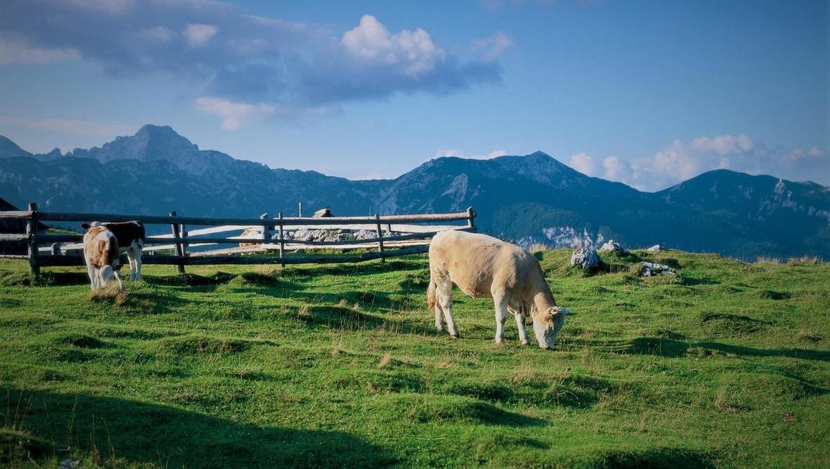 Agrobiznis: TOP 10 zgodb s podeželja