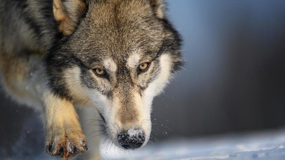 Volkovi se selijo na nova območja, zato je lahko več škode na pašnikih 